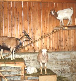 Kletterpark für Ziegen