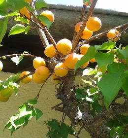 Apricot tree at Mauser Mühltaler